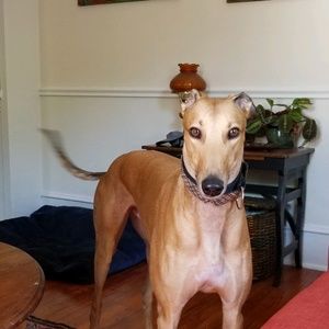 Meet your Posher, Molly